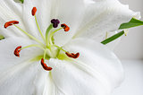 Flower Lily white fragrant