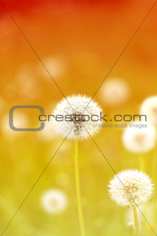 spring macro one dandelion
