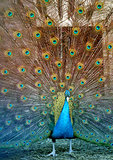 Photo  portrait of beautiful peacock