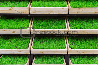 green grass in a wooden box
