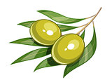 Pair of green olive vector illustration eps10