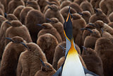 King Penguin Creche