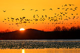 Snow Geese Flying at Sunrise