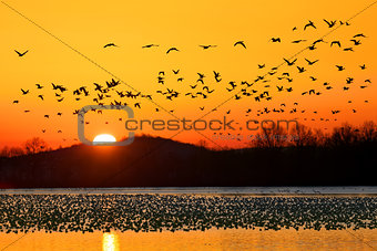 Snow Geese Flying at Sunrise