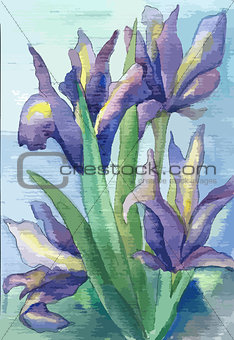 Watercolor irises in vector