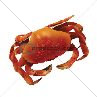 Sea Crab Illustration