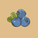 Bilberry in vintage style. Colored vector illustration