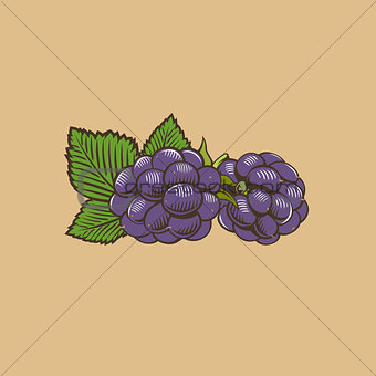 Blackberry in vintage style. Colored vector illustration