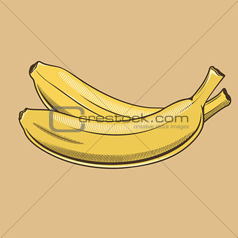 Bananas in vintage style. Colored vector illustration