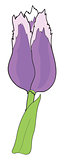 Long violet tulip