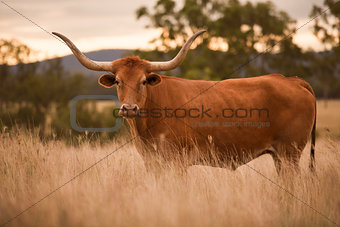 Longhorn Cow in the paddock