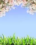 Spring flowers of pink color and green grass