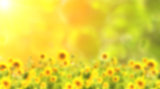 Blurred background with sunflowers