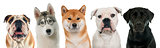 five purebred dogs