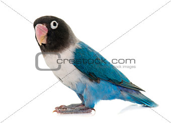 blue masqued lovebird
