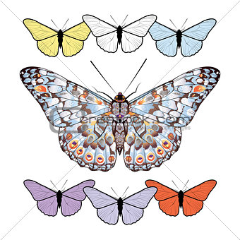 Set of butterflies isolated on white background. 