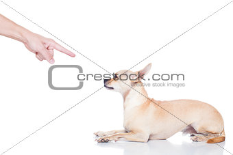 dog and owner punish