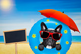 dog sunbathing with  air mattress in summer
