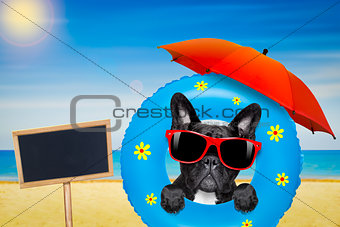 dog sunbathing with  air mattress in summer