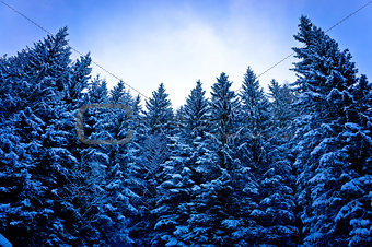 Alps pine forest in snow