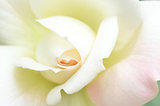 Beautiful white rose flower head