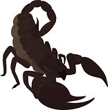 brown scorpion with sting