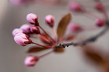 Black cherry plum flower buds