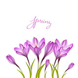 Spring violet crocuses on white