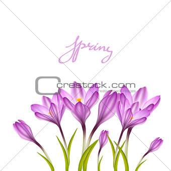 Spring violet crocuses on white