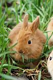small red rabbit sit at the grass and has breakfast