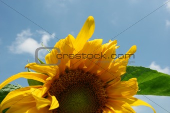 sunflower in the wind