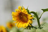 Bee reaching a sunflower