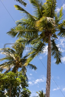 tropical coconut palm trees