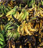 Rippening Bananas
