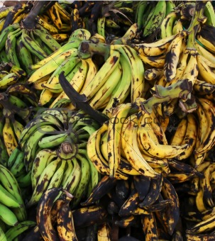 Rippening Bananas