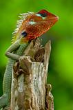 Male green garden lizard