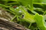 Green garden lizard II