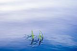 Grass in water surface
