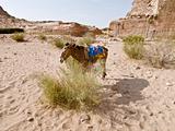 Bedouin donkey