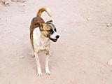 Bedouin dog