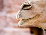 Camel nose