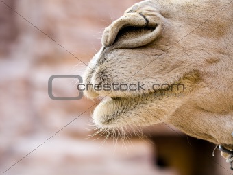 Camel nose