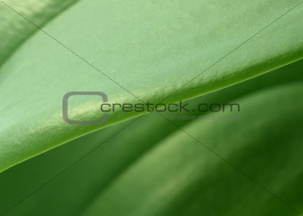 Pant Leaf