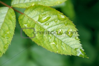 rain on a leaf 