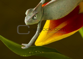Chameleon on the tulip