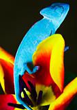 Chameleon on the tulip