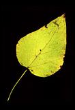 Autumn leaf on black