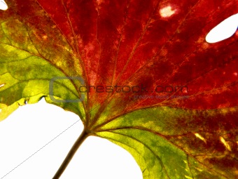 red-green leaf