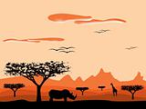savanna sunset in africa