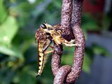 Robber Fly With Honeybee